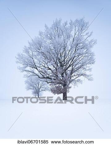 Stock Photography - Solitary oaks with hoarfrost on snow covered field in fog, Saxony-Anhalt, Germany, Europe. Fotosearch