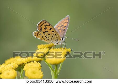 Sooty Copper (Lycaena tityrus) female, Lüneburg, Lower Saxony, Germany, Europe View Large Photo Image Stock Image - Sooty Copper (Lycaena tityrus) female, Lüneburg, Lower Saxony, Germany, Europe. Fotosearch