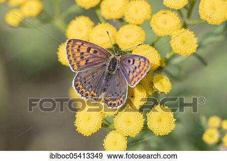 Stock Photo - Sooty Copper (Lycaena tityrus) female, Lüneburg, Lower Saxony, Germany, Europe. Fotosearch