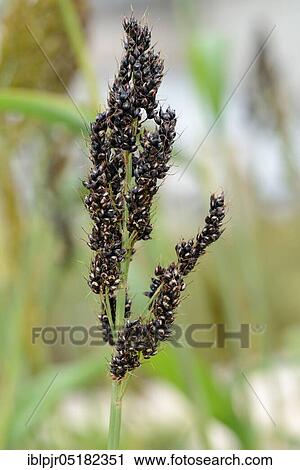Sorghum bicolor (Sorghum bicolor Sorghum vulgare) variety 'Black Grain' (Sorghum bicolor, Sorghum vulgare), Durra grain, Broom grain, Kaffir grain, Millet View Large Photo Image Stock Image - Sorghum bicolor (Sorghum bicolor Sorghum vulgare) variety 'Black Grain' (Sorghum bicolor, Sorghum vulgare), Durra grain, Broom grain, Kaffir grain, Millet. Fotosearch