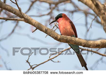 Southern carmine bee-eater (Merops nubicoides), Moremi Game Reserve, Okavango Delta, Botswana, Africa View Large Photo Image Stock Photo - Southern carmine bee-eater (Merops nubicoides), Moremi Game Reserve, Okavango Delta, Botswana, Africa. Fotosearch