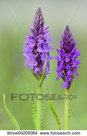 Southern marsh orchid (Dactylorhiza praetermissa) Lower Saxony, Germany, Europe View Large Photo Image Picture - Southern marsh orchid (Dactylorhiza praetermissa) Lower Saxony, Germany, Europe. Fotosearch