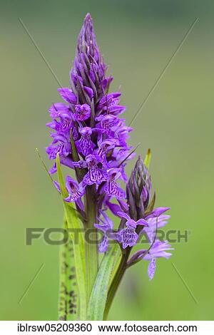 Stock Image - Southern marsh orchid (Dactylorhiza praetermissa) Lower Saxony, Germany, Europe. Fotosearch