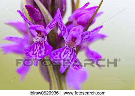Stock Image - Southern marsh orchid (Dactylorhiza praetermissa) Lower Saxony, Germany, Europe. Fotosearch