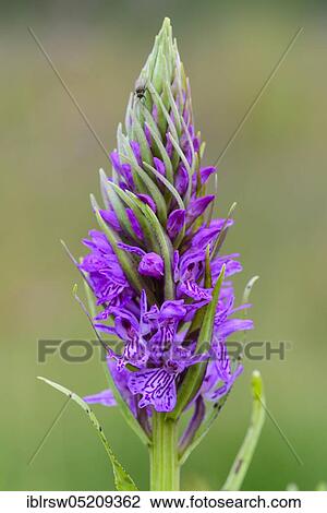 Stock Image - Southern marsh orchid (Dactylorhiza praetermissa) Lower Saxony, Germany, Europe. Fotosearch