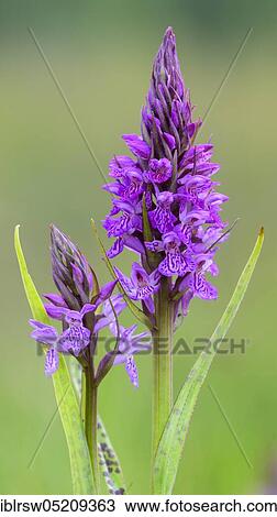 Stock Image - Southern marsh orchid (Dactylorhiza praetermissa) Lower Saxony, Germany, Europe. Fotosearch