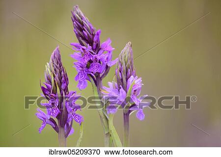 Stock Image - Southern marsh orchid (Dactylorhiza praetermissa) Lower Saxony, Germany, Europe. Fotosearch