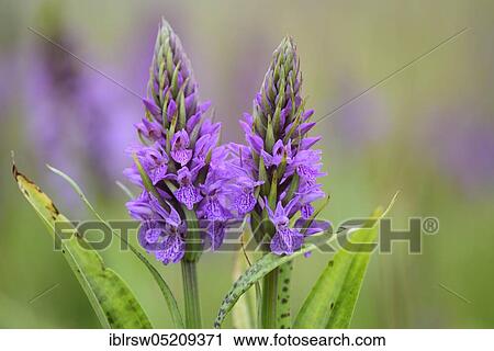 Stock Image - Southern marsh orchid (Dactylorhiza praetermissa) Lower Saxony, Germany, Europe. Fotosearch