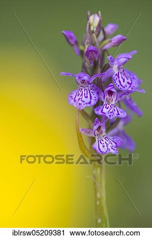 Stock Image - Southern marsh orchid (Dactylorhiza praetermissa) Lower Saxony, Germany, Europe. Fotosearch
