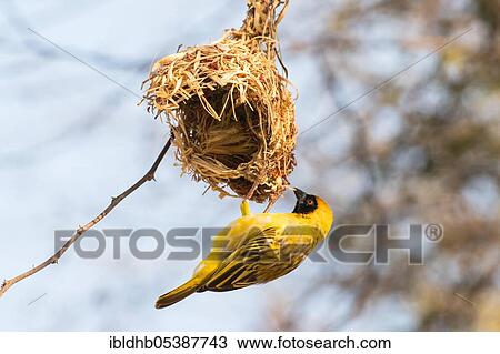 Southern Masked Weaver (Ploceus velatus), nest, Botswana, Africa View Large Photo Image Stock Image - Southern Masked Weaver (Ploceus velatus), nest, Botswana, Africa. Fotosearch