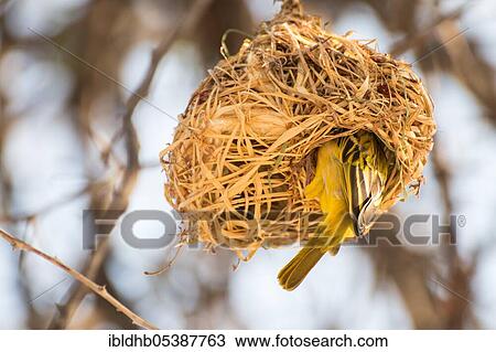 Stock Image - Southern Masked Weaver (Ploceus velatus), nest, Botswana, Africa. Fotosearch