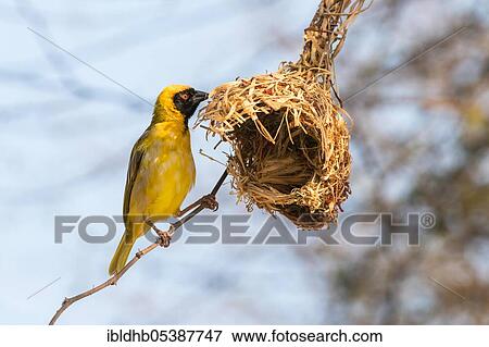 Southern Masked Weaver (Ploceus velatus), nest, Botswana, Africa View Large Photo Image Stock Photo - Southern Masked Weaver (Ploceus velatus), nest, Botswana, Africa. Fotosearch