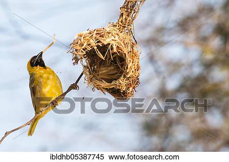 Southern Masked Weaver (Ploceus velatus), nest, Botswana, Africa View Large Photo Image Stock Photography - Southern Masked Weaver (Ploceus velatus), nest, Botswana, Africa. Fotosearch