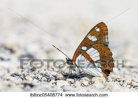 Southern white admiral (Limenitis reducta), Istria, Croatia, Europe View Large Photo Image Picture - Southern white admiral (Limenitis reducta), Istria, Croatia, Europe. Fotosearch