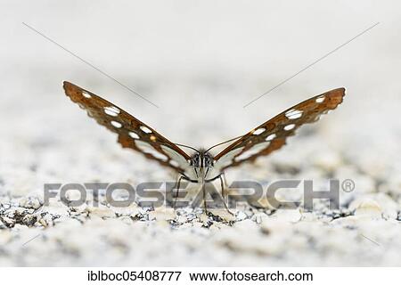Southern white admiral (Limenitis reducta), Istria, Croatia, Europe View Large Photo Image Stock Photo - Southern white admiral (Limenitis reducta), Istria, Croatia, Europe. Fotosearch