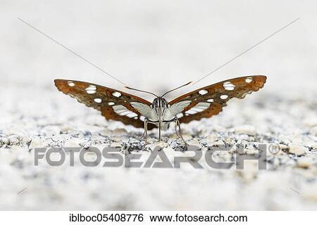 Stock Photograph - Southern white admiral (Limenitis reducta), Istria, Croatia, Europe. Fotosearch