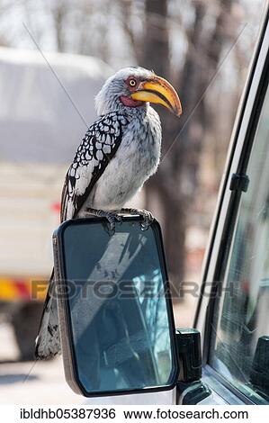 Southern Yellow-billed Hornbill (Tockus leucomelas), Chobe National Park, Botswana, Africa View Large Photo Image Stock Photograph - Southern Yellow-billed Hornbill (Tockus leucomelas), Chobe National Park, Botswana, Africa. Fotosearch