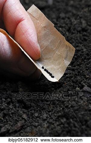 Sowing of flower seeds View Large Photo Image Stock Image - Sowing of flower seeds. Fotosearch