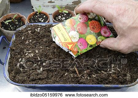 Sowing of zinnia (Zinnia elegans) View Large Photo Image Stock Photograph - Sowing of zinnia (Zinnia elegans). Fotosearch