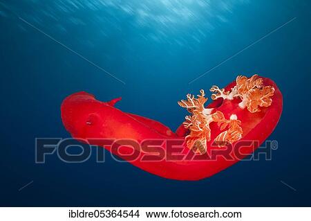 Spanish dancer, Hexabranchus sanquineus, St. Johns, Red Sea, Egypt, Africa View Large Photo Image Picture - Spanish dancer, Hexabranchus sanquineus, St. Johns, Red Sea, Egypt, Africa. Fotosearch