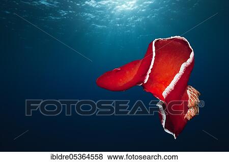 Spanish dancer, Hexabranchus sanquineus, St. Johns, Red Sea, Egypt, Africa View Large Photo Image Stock Photo - Spanish dancer, Hexabranchus sanquineus, St. Johns, Red Sea, Egypt, Africa. Fotosearch