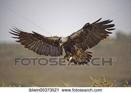 Spanish imperial eagle (Aquila adalberti), Extremadura, Spain, Europe View Large Photo Image Stock Image - Spanish imperial eagle (Aquila adalberti), Extremadura, Spain, Europe. Fotosearch