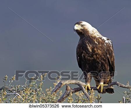 Spanish imperial eagle (Aquila adalberti), on a holm oak (Quercus ilex), Extremadura, Spain, Europe View Large Photo Image Stock Photograph - Spanish imperial eagle (Aquila adalberti), on a holm oak (Quercus ilex), Extremadura, Spain, Europe. Fotosearch