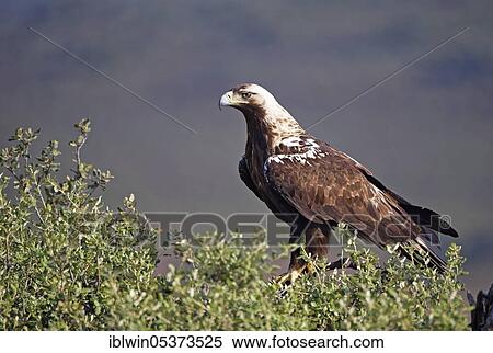 Spanish imperial eagle (Aquila adalberti), Extremadura, Spain, Europe View Large Photo Image Stock Photography - Spanish imperial eagle (Aquila adalberti), Extremadura, Spain, Europe. Fotosearch