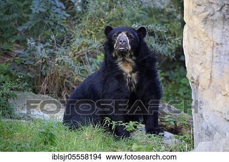 Spectacled bear (Tremarctos ornatus), captive, occurrence South America View Large Photo Image Picture - Spectacled bear (Tremarctos ornatus), captive, occurrence South America. Fotosearch