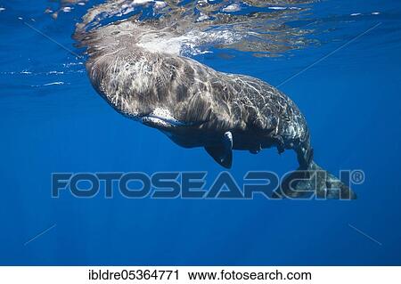 Sperm whale (Physeter macrocephalus), Tenerife, Canary Islands, Spain, Europe View Large Photo Image Stock Image - Sperm whale (Physeter macrocephalus), Tenerife, Canary Islands, Spain, Europe. Fotosearch