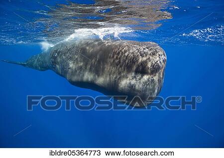 Sperm whale (Physeter macrocephalus), Tenerife, Canary Islands, Spain, Europe View Large Photo Image Stock Image - Sperm whale (Physeter macrocephalus), Tenerife, Canary Islands, Spain, Europe. Fotosearch