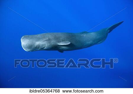 Stock Photo - Sperm whale (Physeter macrocephalus), Tenerife, Canary Islands, Spain, Europe. Fotosearch