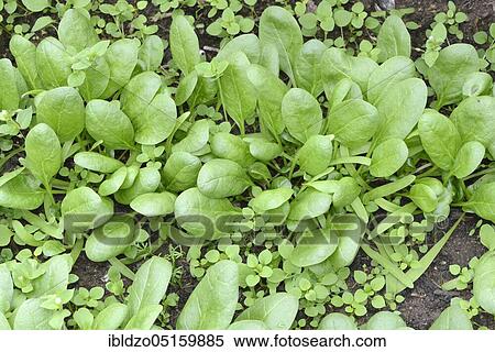 Spinach (Spinacia oleracea) and Common chickweed, common Common chickweed (Stellaria media), stitchwort View Large Photo Image Stock Photography - Spinach (Spinacia oleracea) and Common chickweed, common Common chickweed (Stellaria media), stitchwort. Fotosearch