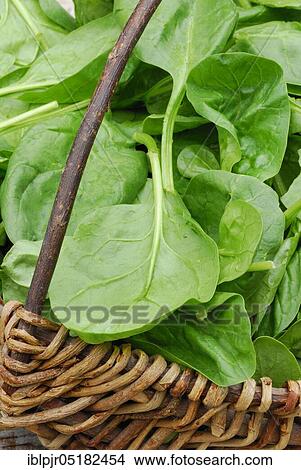 Spinach (Spinacia oleracea) basket View Large Photo Image Picture - Spinach (Spinacia oleracea) basket. Fotosearch