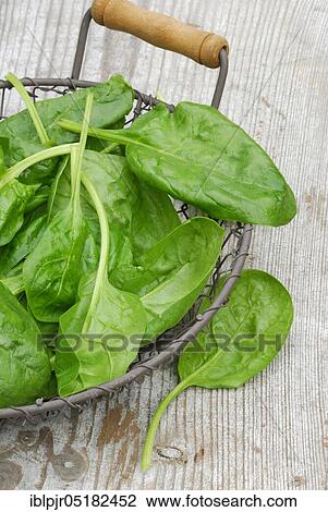 Spinach (Spinacia oleracea) basket View Large Photo Image Stock Image - Spinach (Spinacia oleracea) basket. Fotosearch