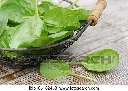 Spinach (Spinacia oleracea) basket View Large Photo Image Stock Image - Spinach (Spinacia oleracea) basket. Fotosearch