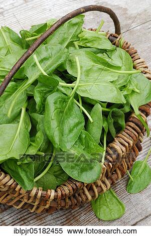 Spinach (Spinacia oleracea) basket View Large Photo Image Stock Photography - Spinach (Spinacia oleracea) basket. Fotosearch
