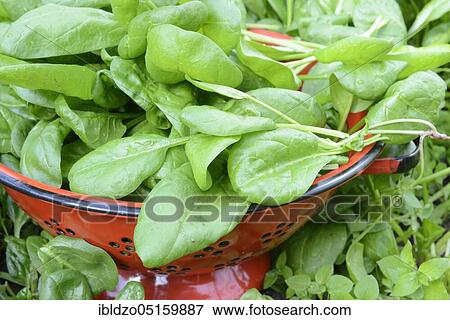 Spinach (Spinacia oleracea), carbon copy, sieve View Large Photo Image Stock Photo - Spinach (Spinacia oleracea), carbon copy, sieve. Fotosearch