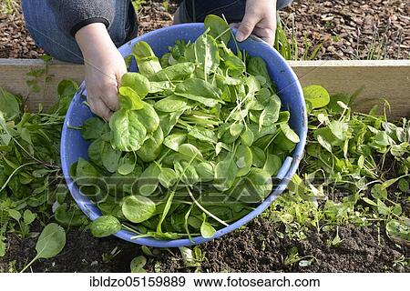 Spinach (Spinacia oleracea) is harvested View Large Photo Image Stock Photo - Spinach (Spinacia oleracea) is harvested. Fotosearch
