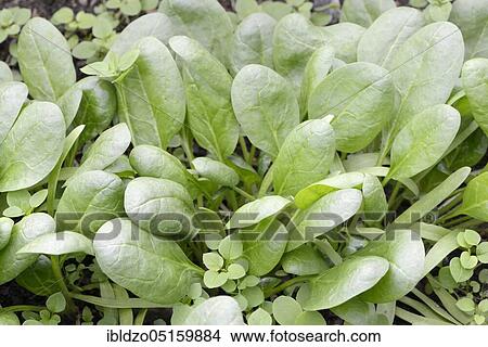 Spinach (Spinacia oleracea) View Large Photo Image Picture - Spinach (Spinacia oleracea). Fotosearch