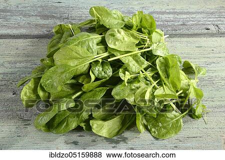 Spinach (Spinacia oleracea) View Large Photo Image Stock Photo - Spinach (Spinacia oleracea). Fotosearch