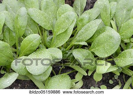 Stock Photograph - Spinach (Spinacia oleracea). Fotosearch