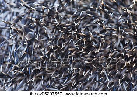 Stock Photo - Spines, European hedgehog in autumn, Lower Saxony, Germany, Europe. Fotosearch