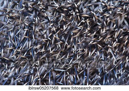 Stock Photo - Spines, European hedgehog in autumn, Lower Saxony, Germany, Europe. Fotosearch