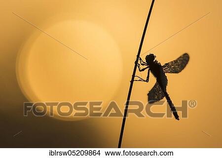 Picture - Spotted Darter (Sympetrum depressiusculum) Ahlhorner Fischteiche, Lower Saxony, Germany, Europe. Fotosearch