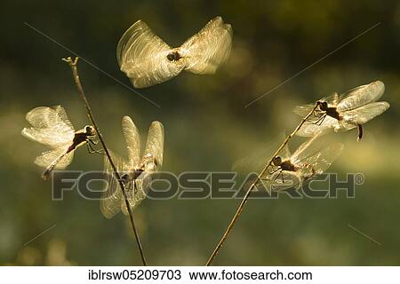 Spotted Darter (Sympetrum depressiusculum) Ahlhorner Fischteiche, Lower Saxony, Germany, Europe View Large Photo Image Stock Image - Spotted Darter (Sympetrum depressiusculum) Ahlhorner Fischteiche, Lower Saxony, Germany, Europe. Fotosearch