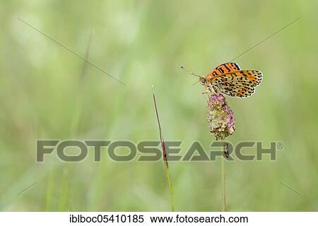 Stock Photography - Spotted fritillary (Melitaea didyma), Istria, Croatia, Europe. Fotosearch