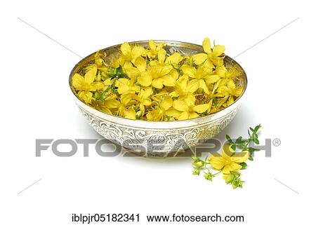 Stock Image - Spotted St. John's wort (Hype rforatum), flowers in bowl. Fotosearch