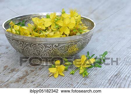 Stock Image - Spotted St. John's wort (Hype rforatum), flowers in bowl. Fotosearch