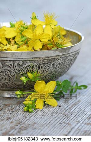 Spotted St. John's wort (Hype rforatum), flowers in bowl View Large Photo Image Stock Image - Spotted St. John's wort (Hype rforatum), flowers in bowl. Fotosearch